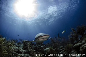 Lemon Shark follows the light of the sun over a reef at T... by Steven Anderson 
